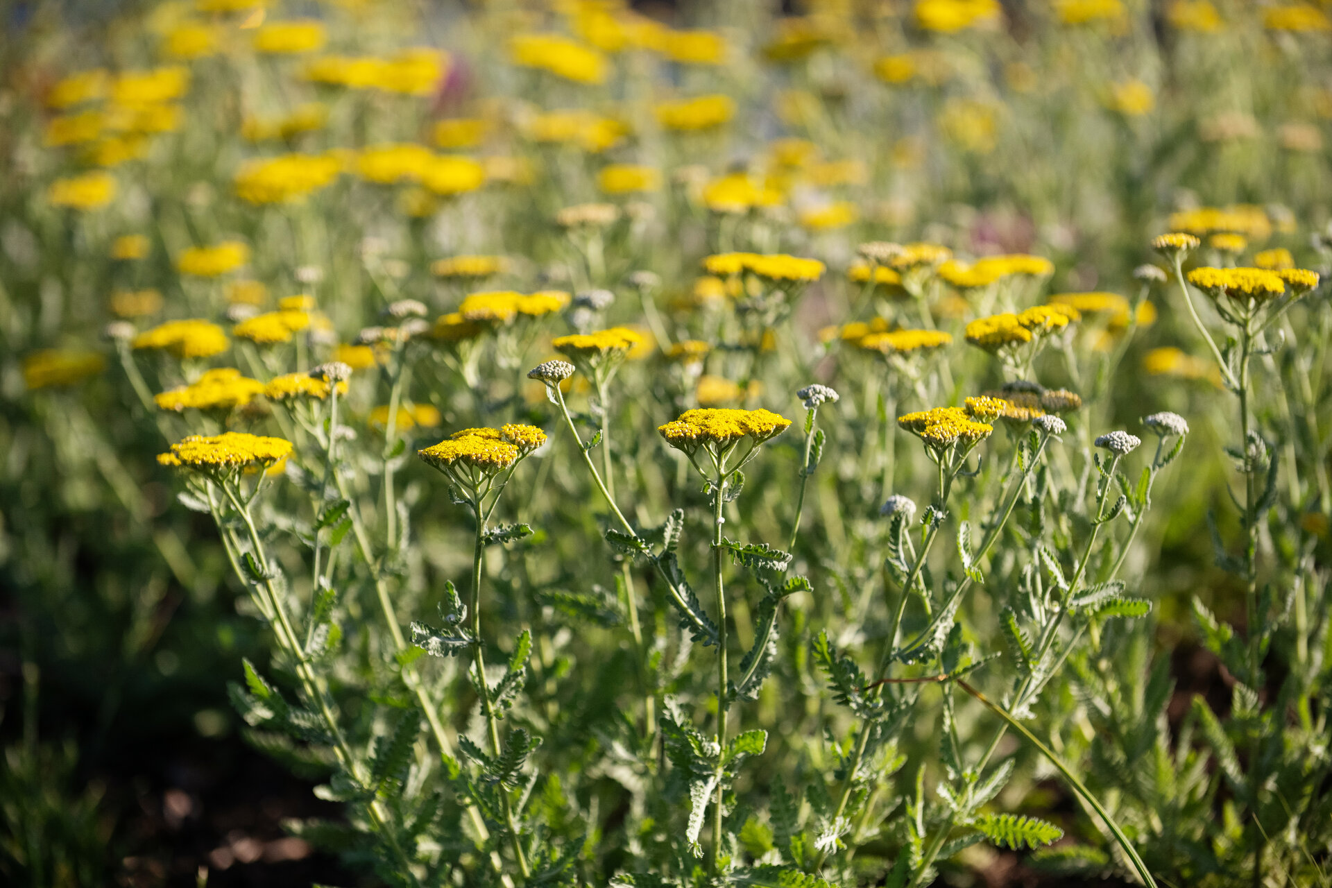 Moonshine Yarrow
